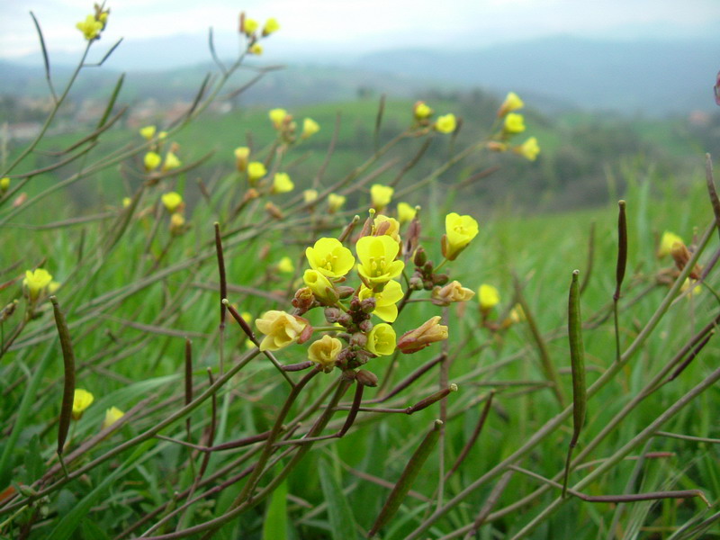 Diplotaxis muralis / Ruchetta dei muri